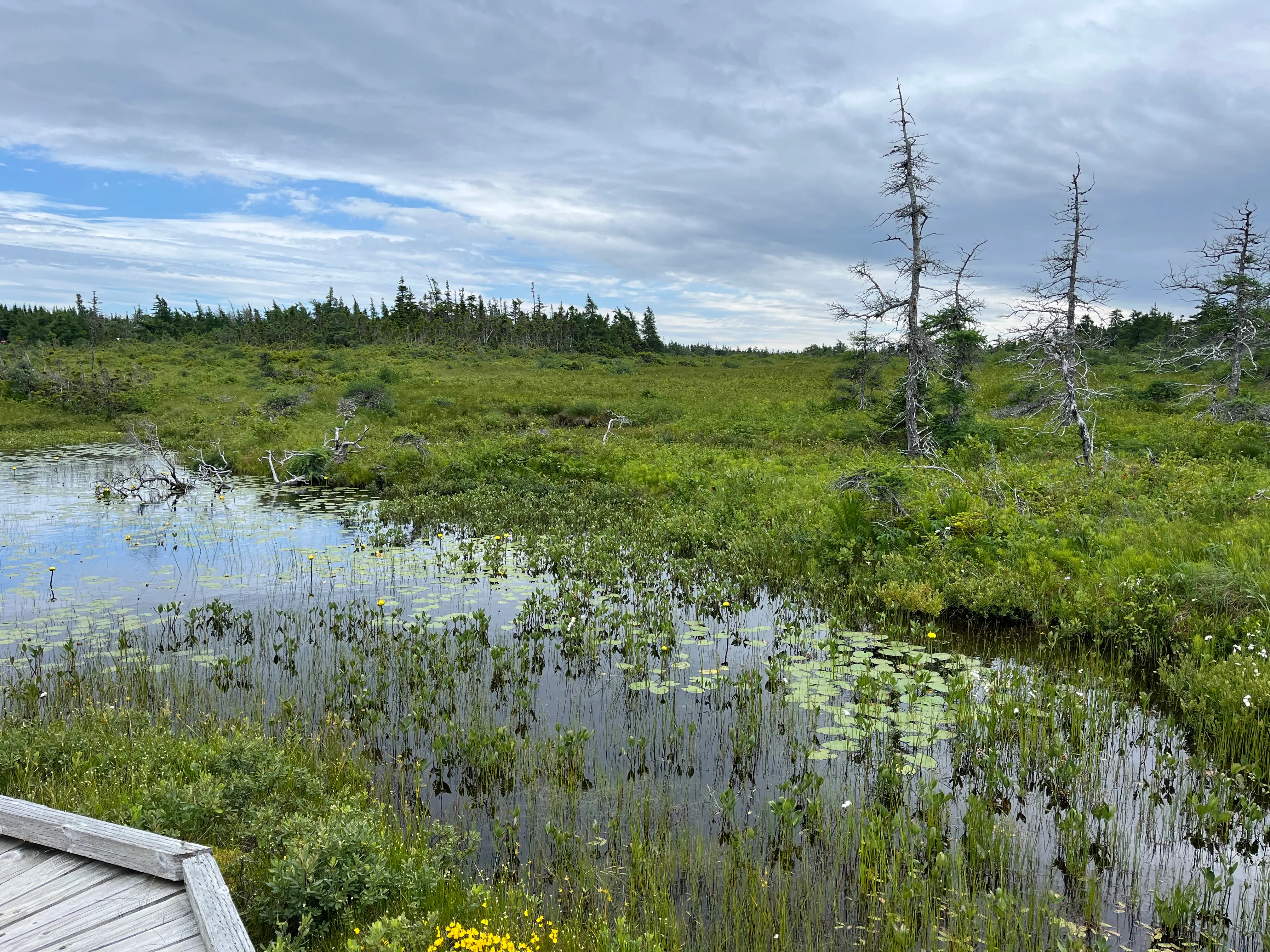 Sumpflandschaft auf dem Cabot Trail